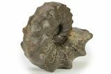Triassic Ammonite (Ceratites nodosus) Fossil - Germany #240841-1